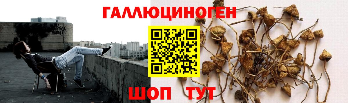 купить закладку  Вход с VPN  Корсаков  Псилоцибиновые грибы Cubensis 